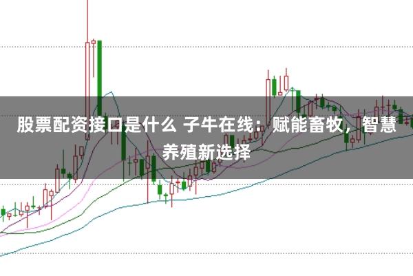 股票配资接口是什么 子牛在线：赋能畜牧，智慧养殖新选择